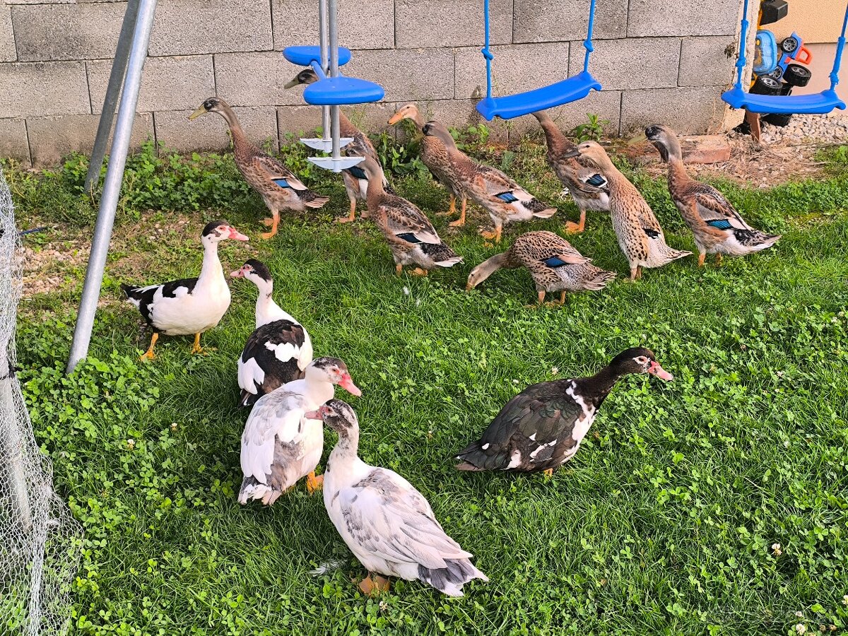 Čínske kačice indické bezce