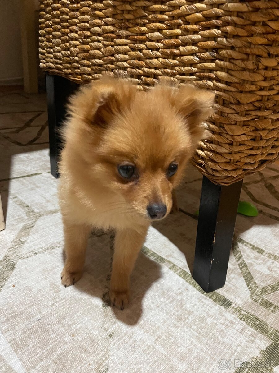 Pomeran/nemecky špic