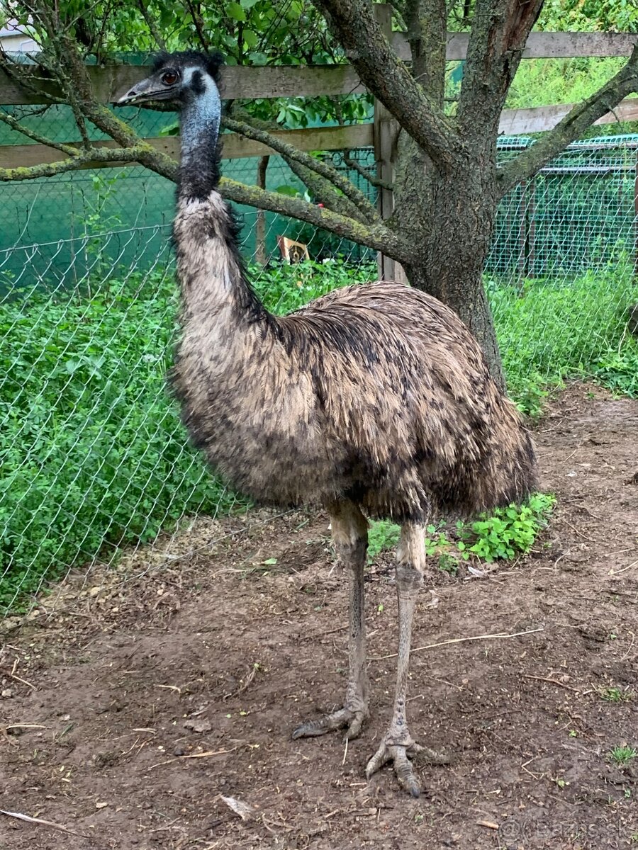 Emu hnedy samec
