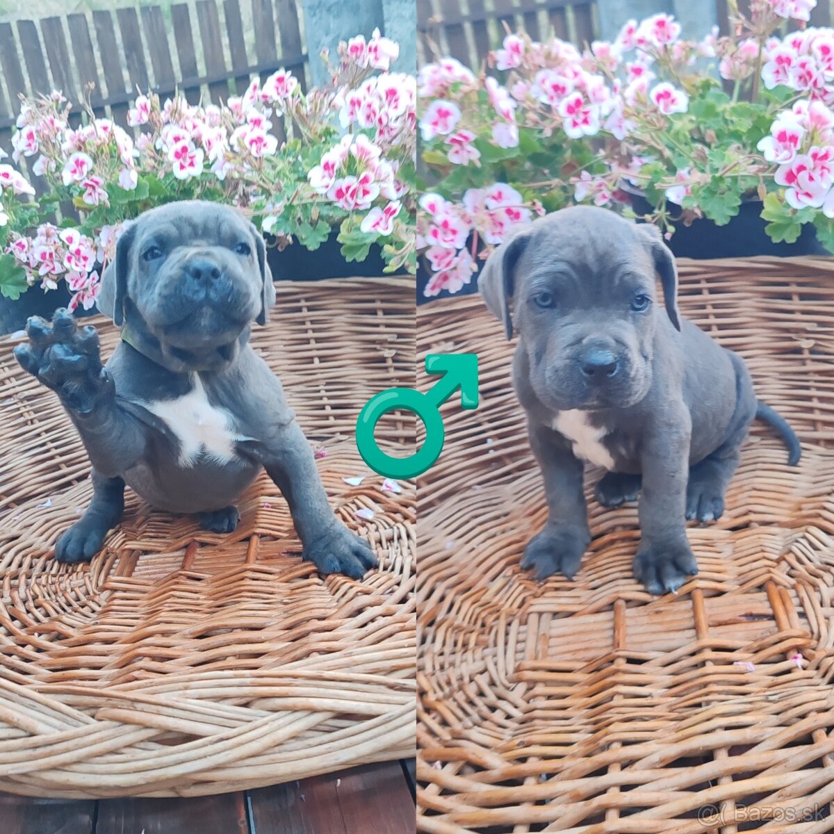 cane corso šteniatka