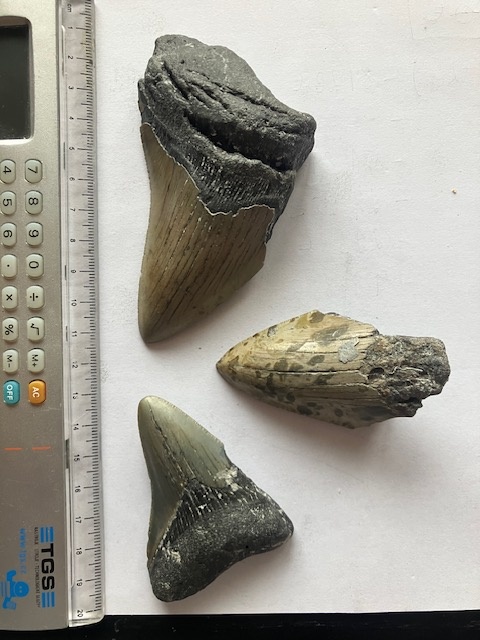 Fosília, skamenelina, Megalodon, zub, žralok - inzerát č.8