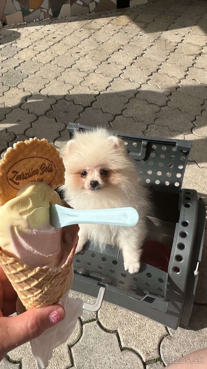 Pomeranian s pp FCI