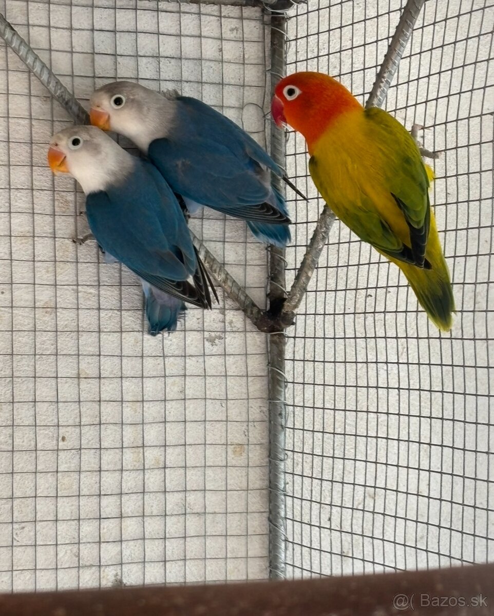 Agapornis fischer