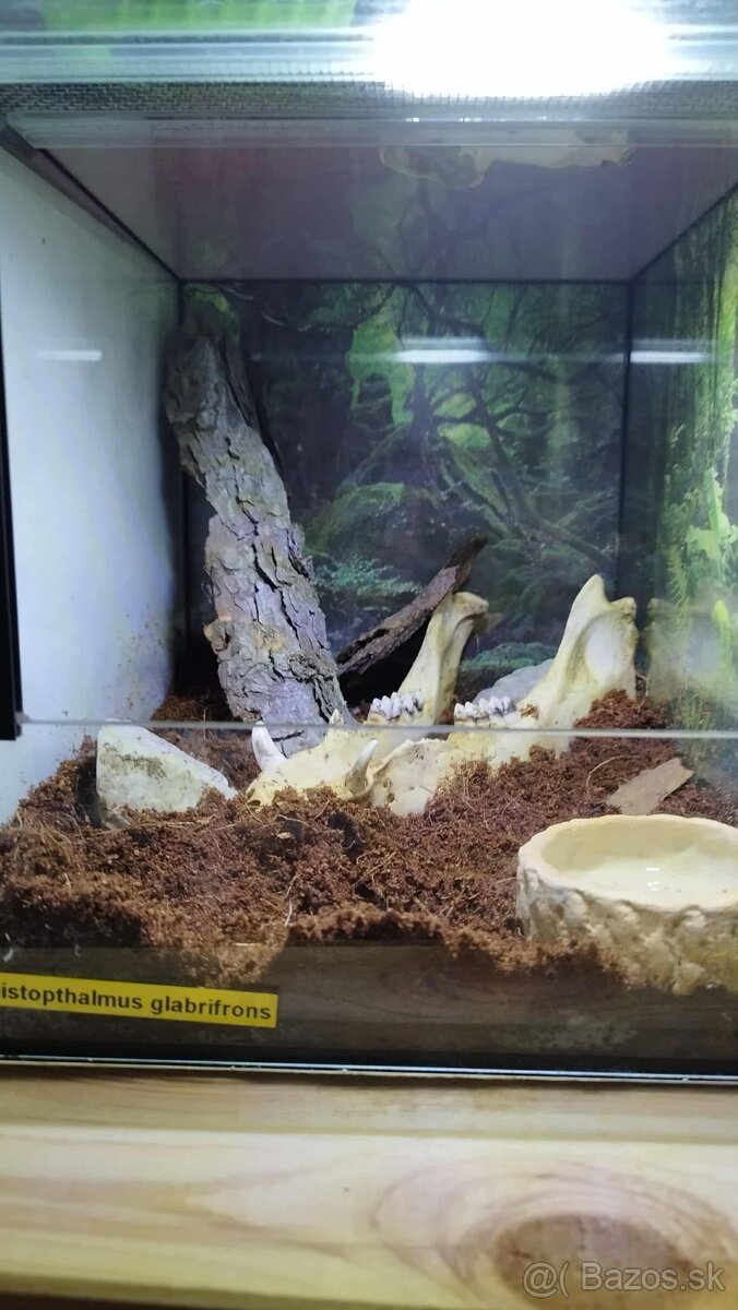 🦎 Predám kompletne zariadené teráriá – 25×30×25 cm