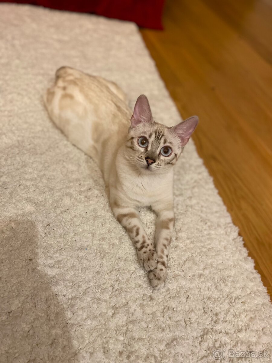 Bengalska snow mačka s PP
