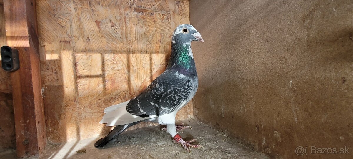 Predám poštové holuby