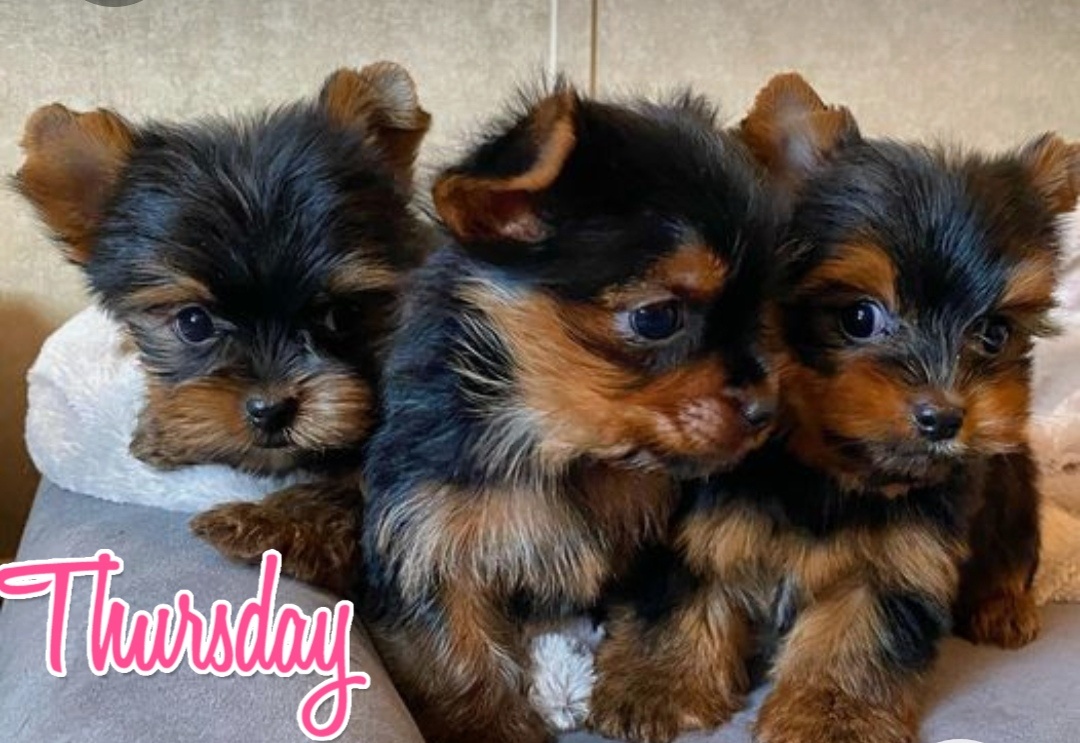 Yorkshire terrier ❤