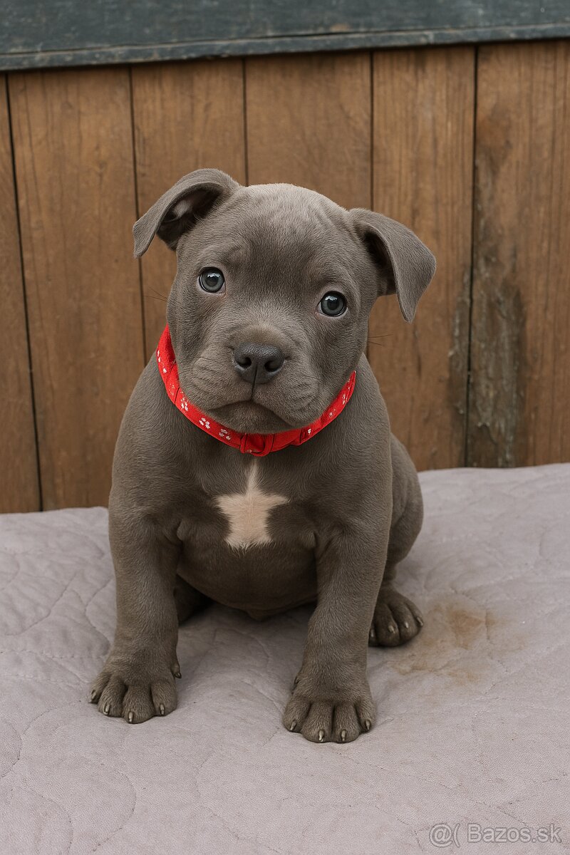 American bully