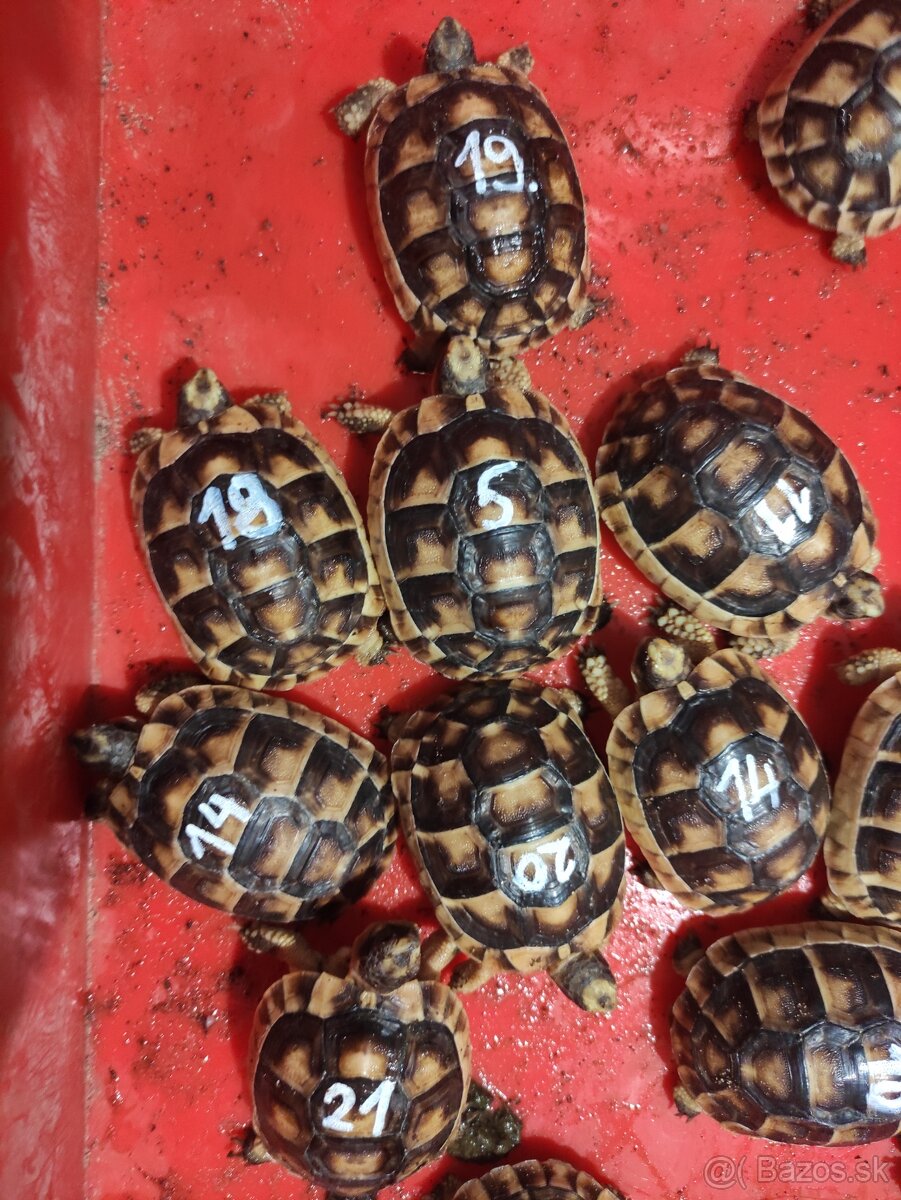 Suchozemská korytnačka-môj odchov 2025