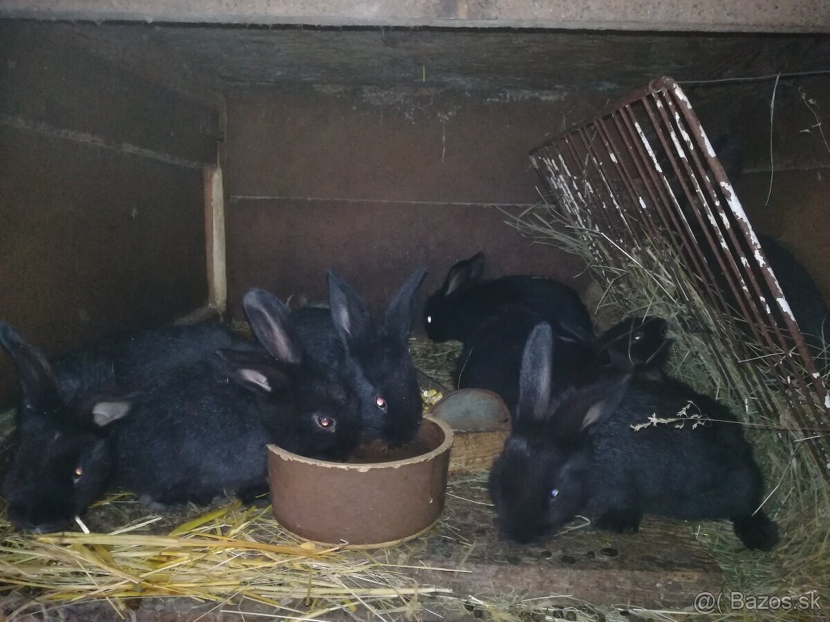Mladé králiky na chov.