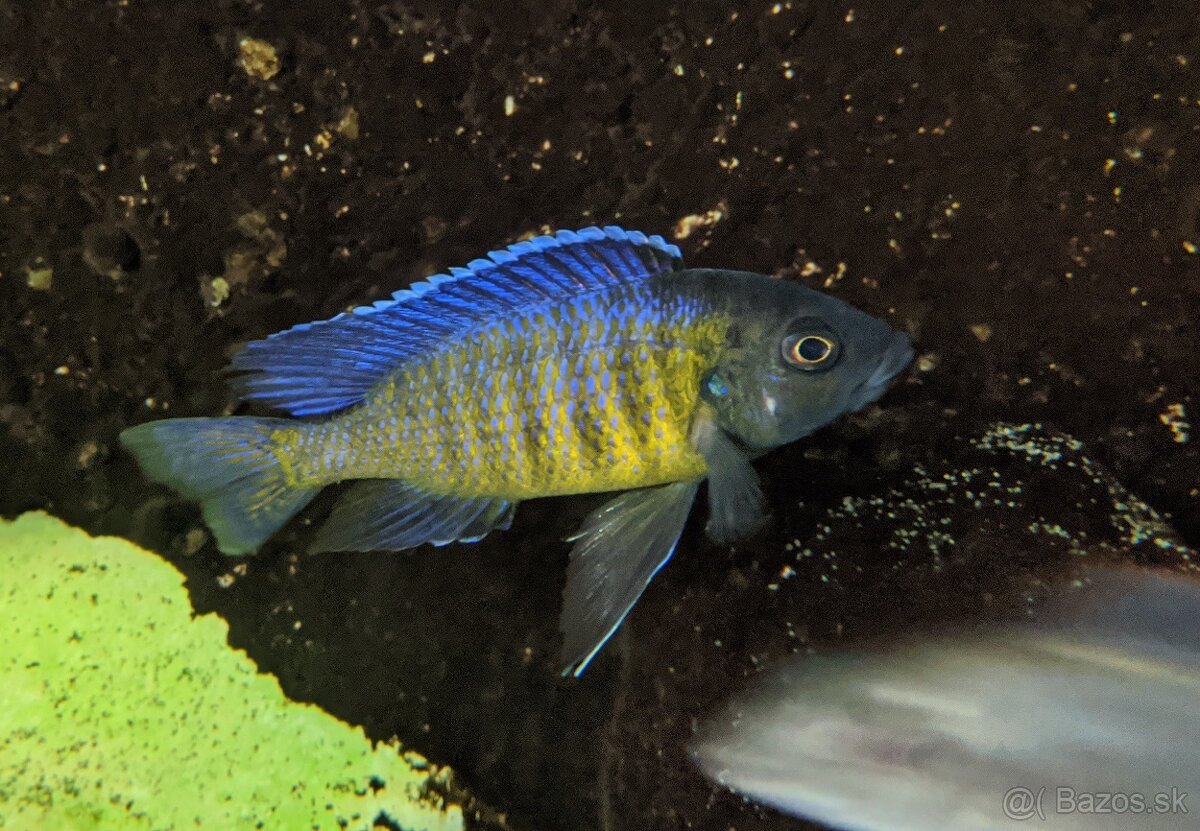 COPADICHROMIS SP. KAWANGA DARK BLUE