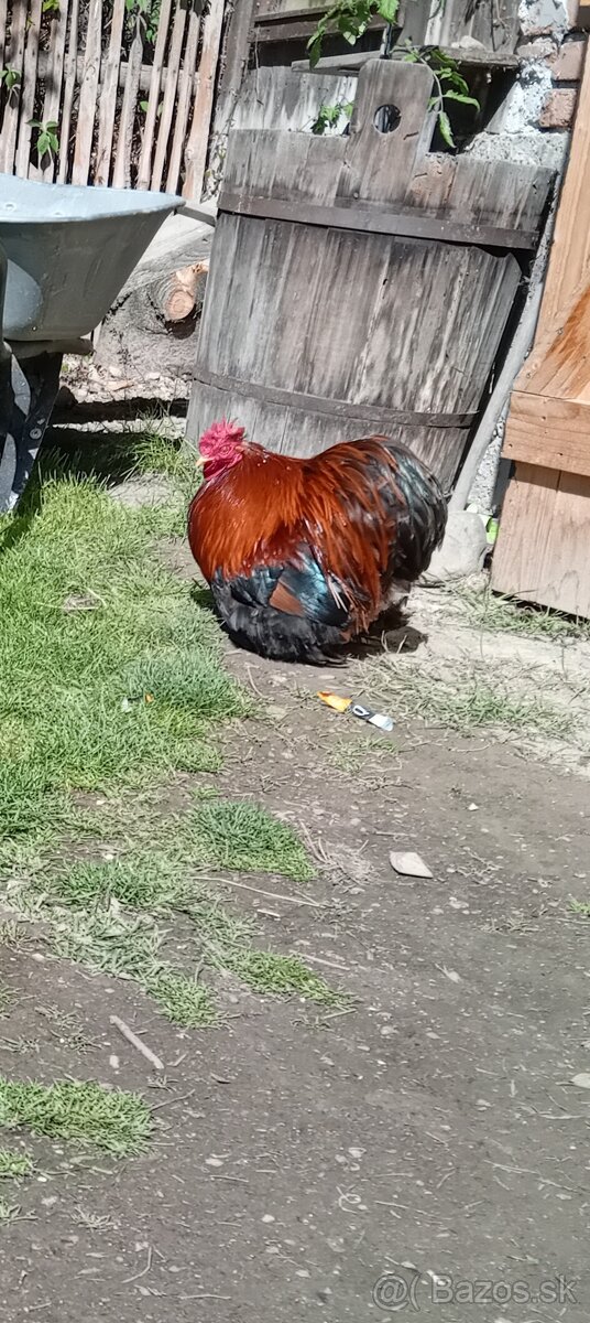 Kočinka malá