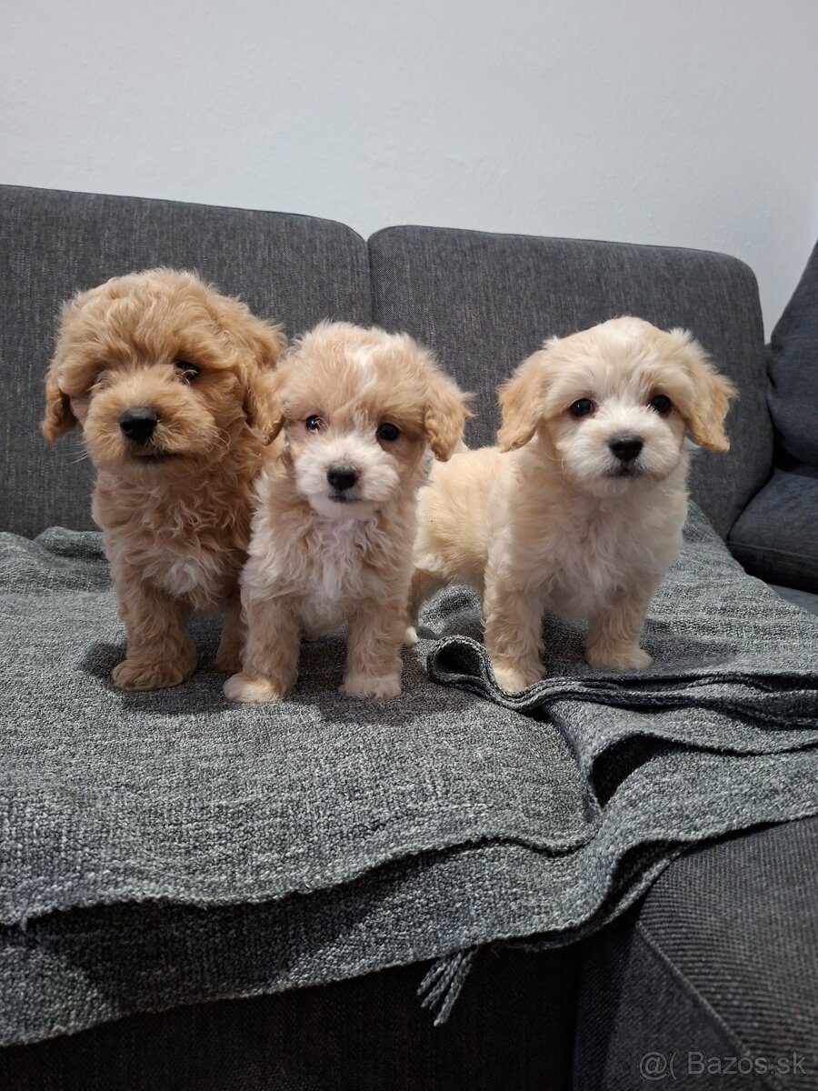 Maltipoo