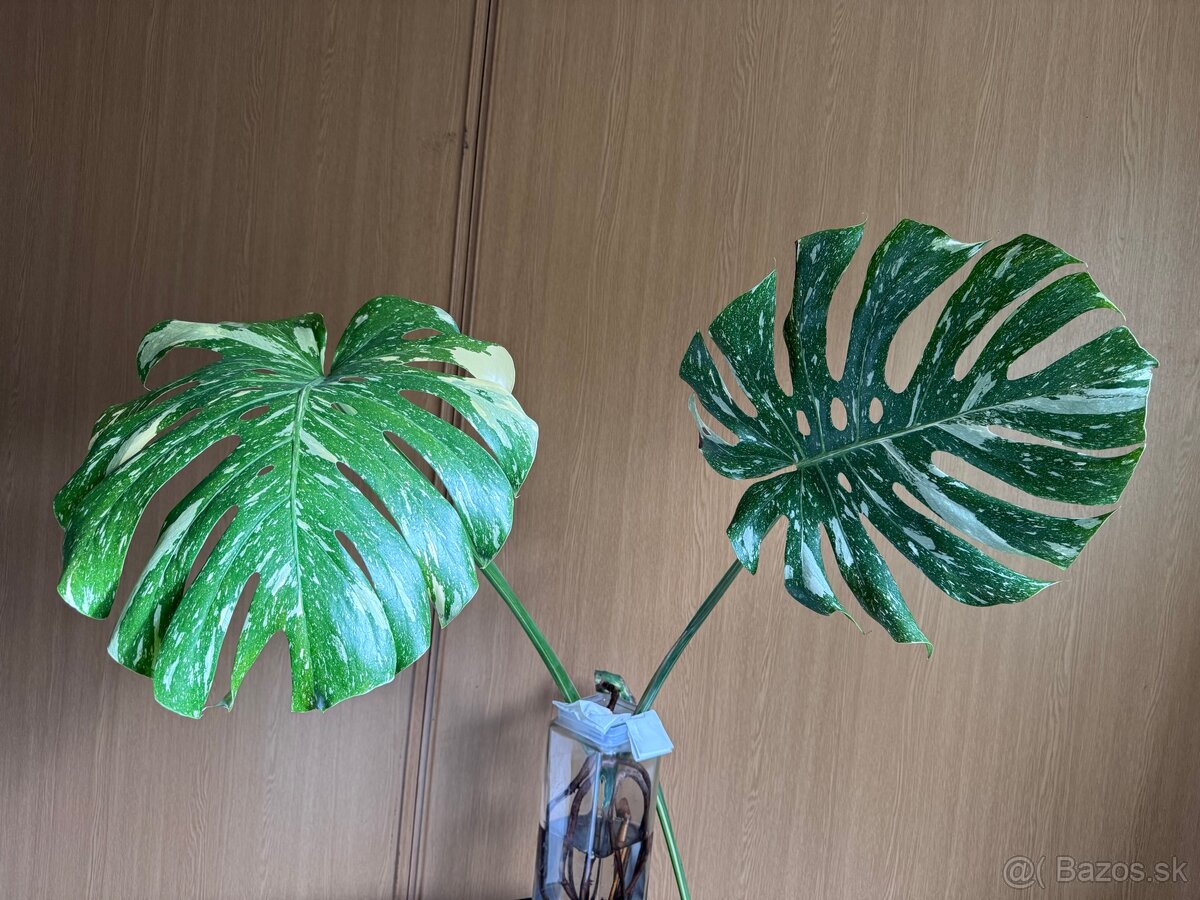 monstera thai vrcholovy odrezok