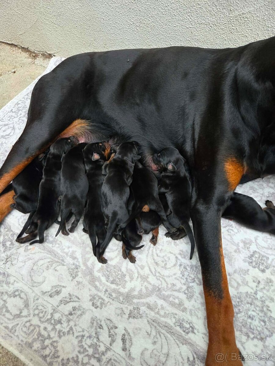 Šteniatka dobermana