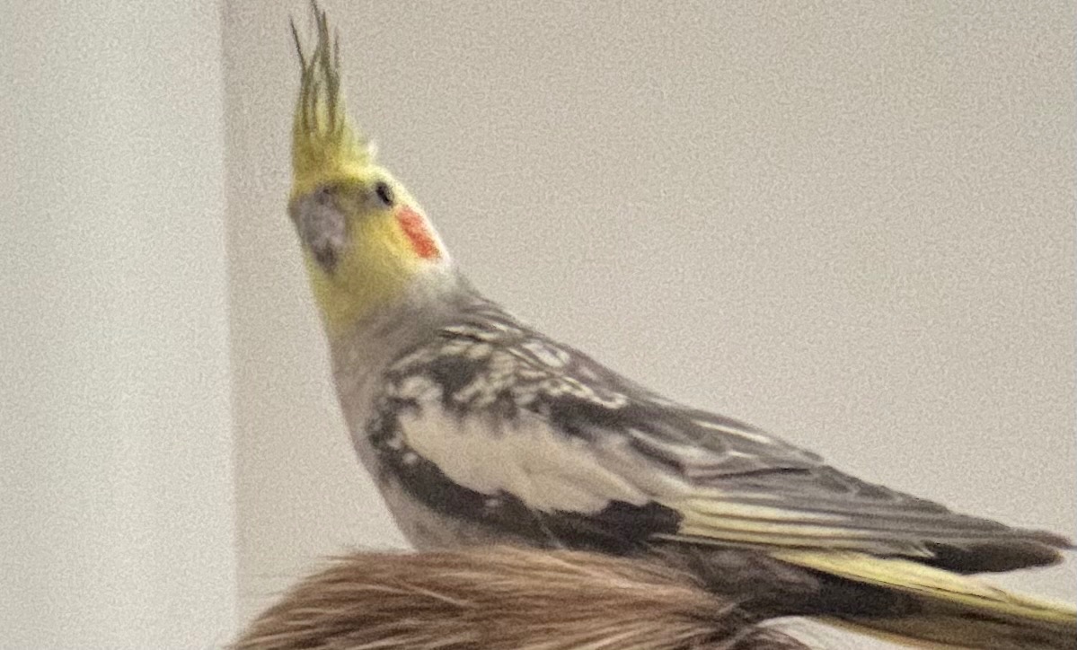 Korela
