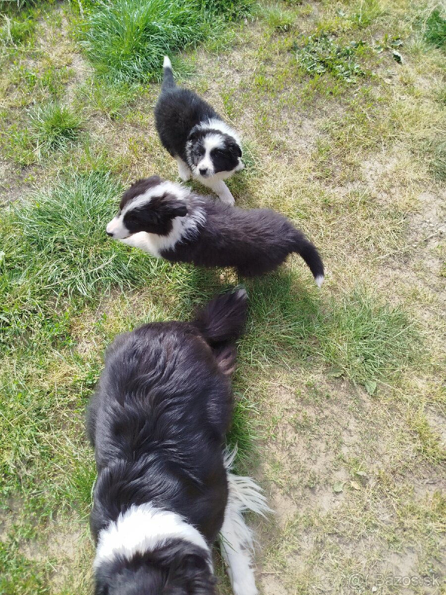 Border kólia