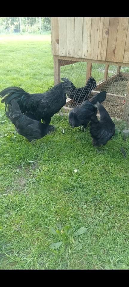 Násadové vajcia-Ayam cemani
