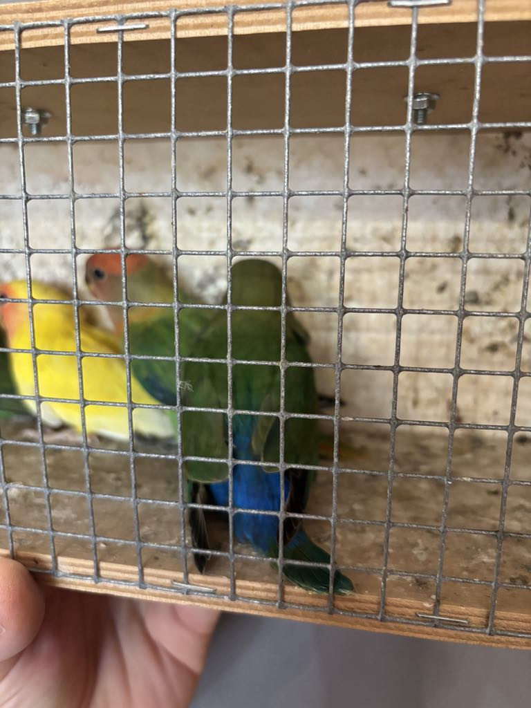 Predám agapornis