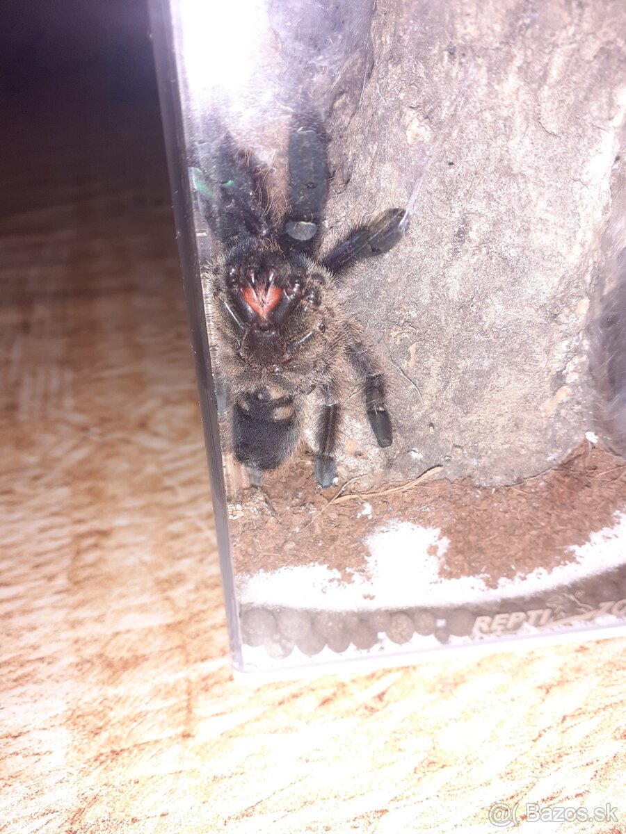 Predam cyriopagopus valhalla samca