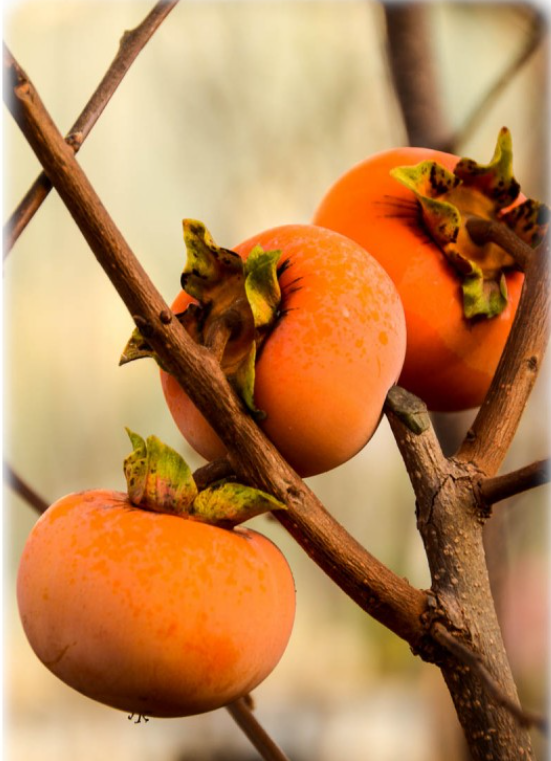 Predám Hurmikaki Tomel Diospyros Kaki Hurmi Ebenovník - Ponu