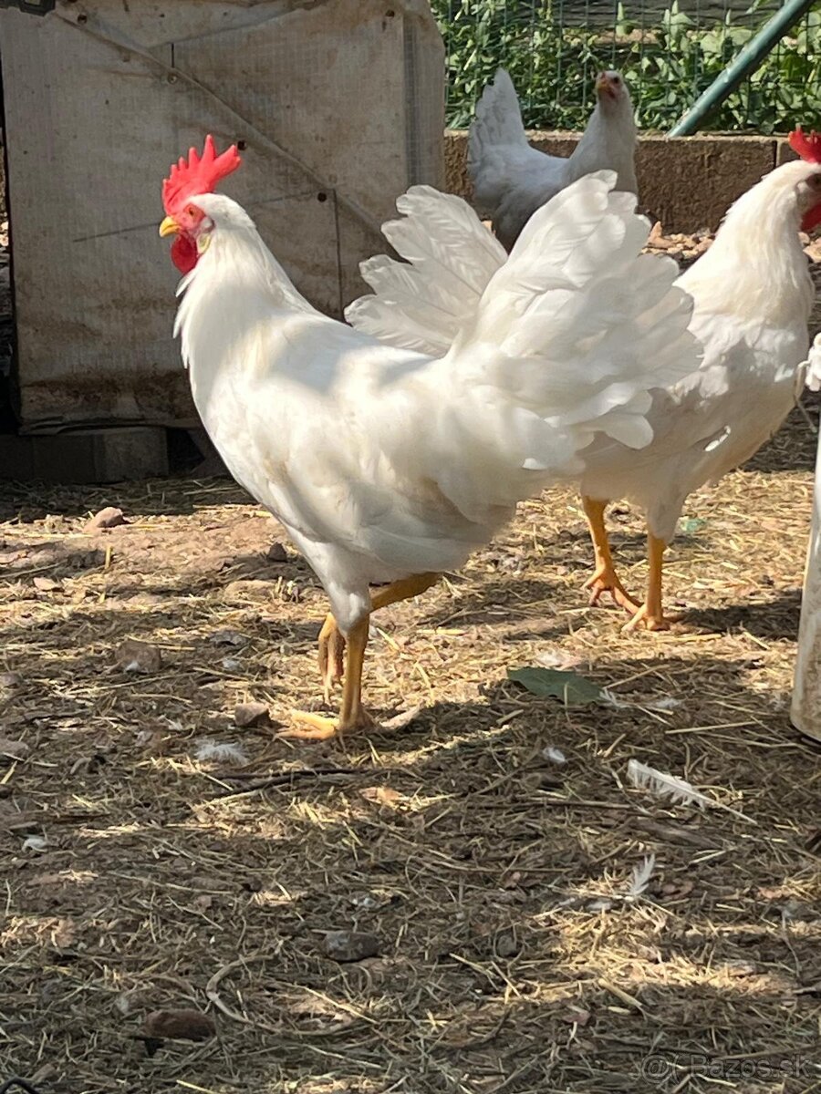 Predam kohutov plemeno Leghorn.