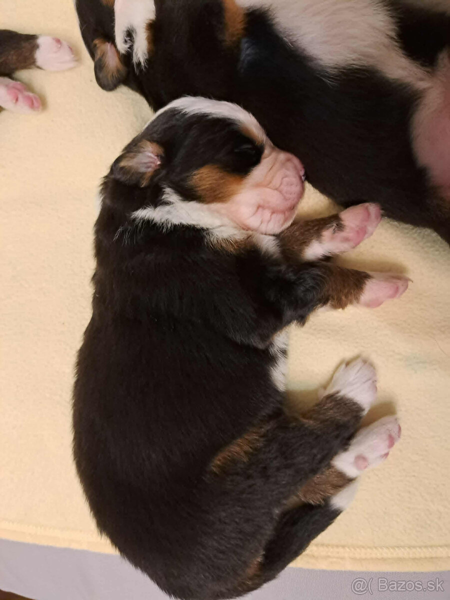 Bernský salašnícky pes🐶