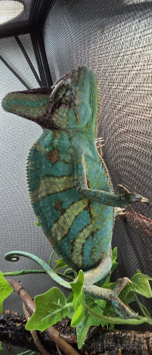 Chameleon jemensky