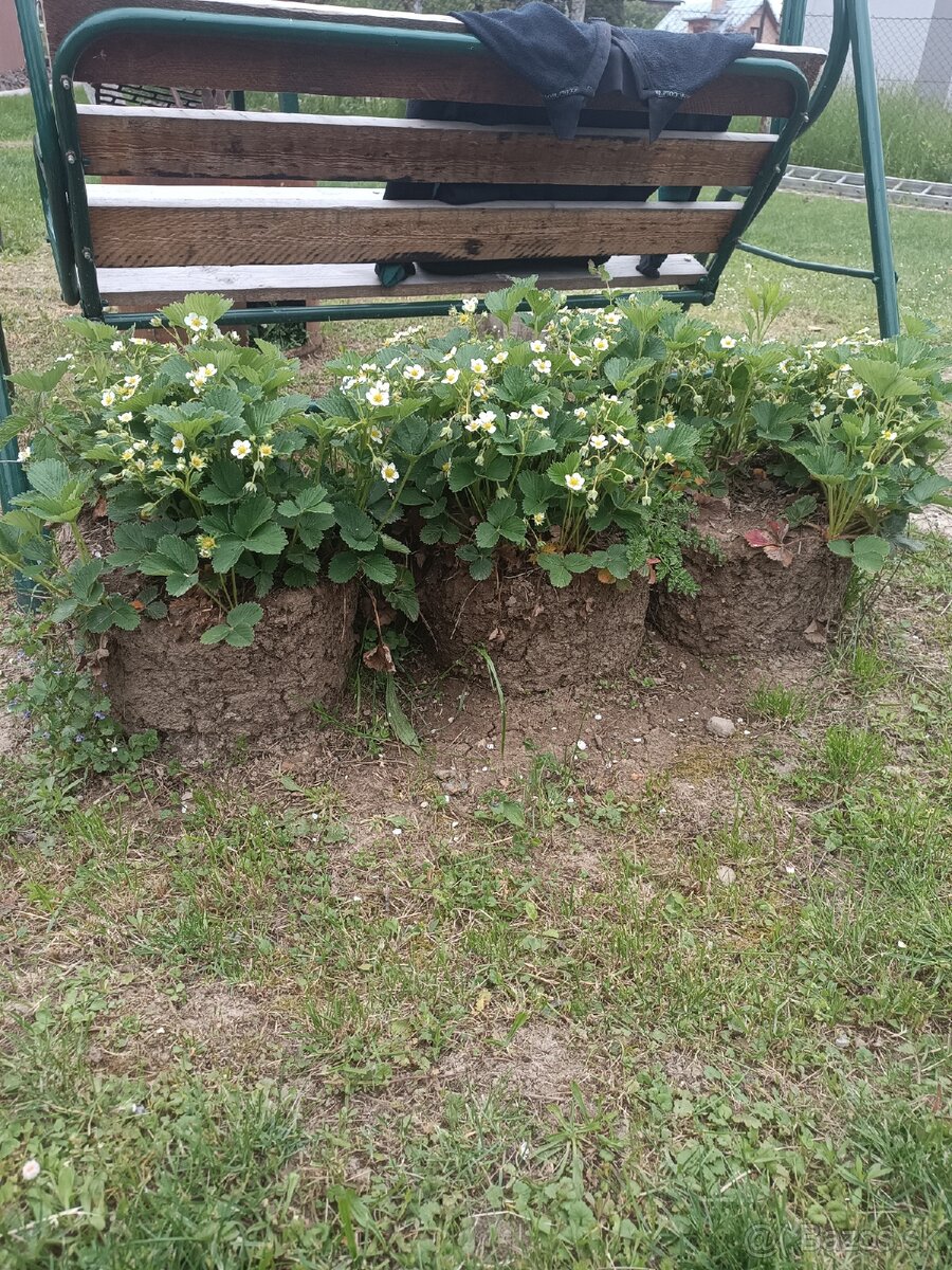 Kvitnuce sadenice jahody