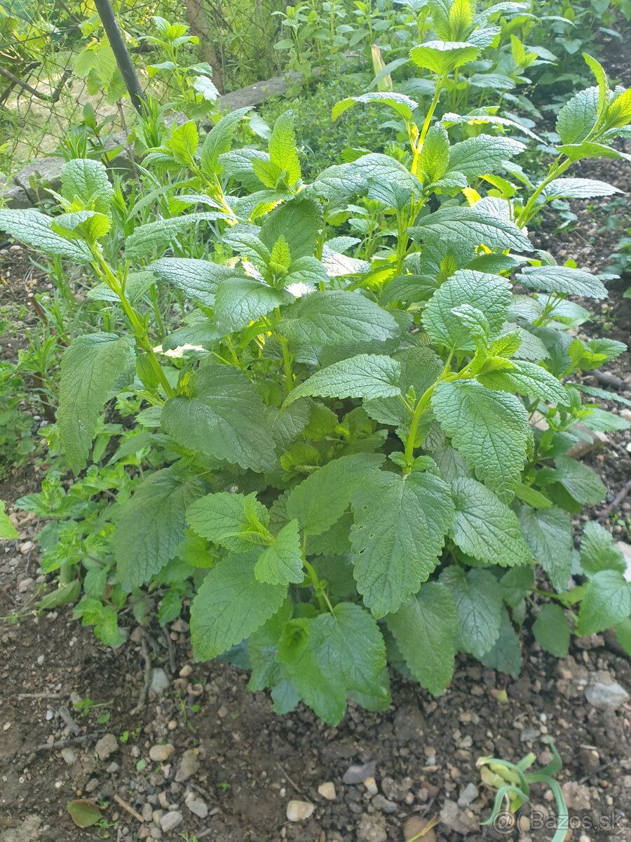 Medovka