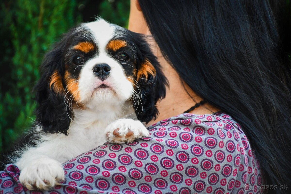 Cavalier King Charles Spaniel s PP (FCI)