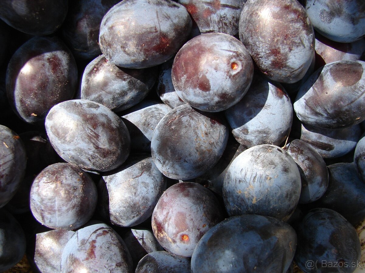 Predám sušené Bystrické slivky cena 9€/kg