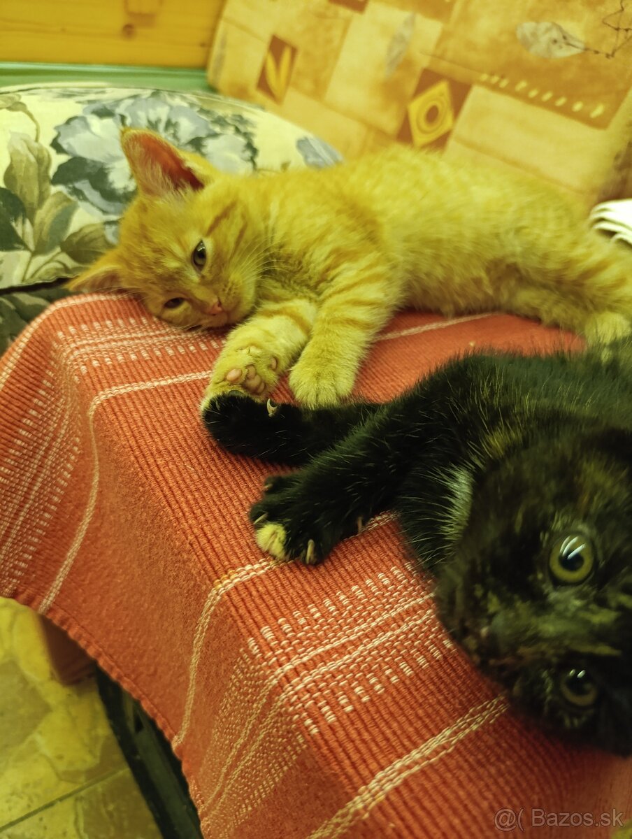 Darujem dve mačiatka.