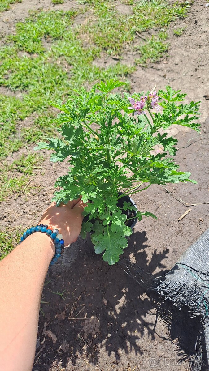 Citronovy muskat