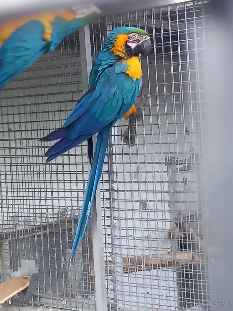 Ara ararauna.