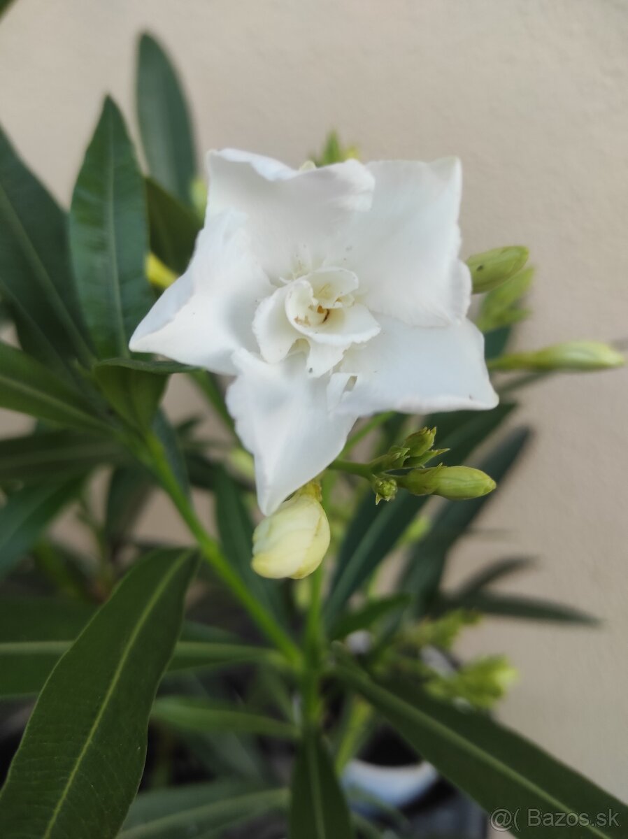 OLEANDER