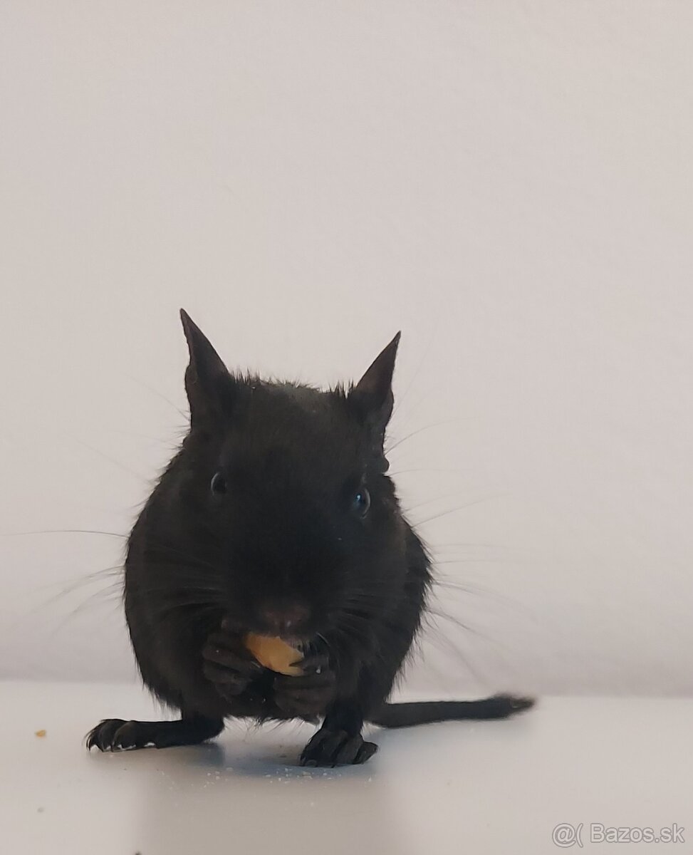 Osmak degu čierne