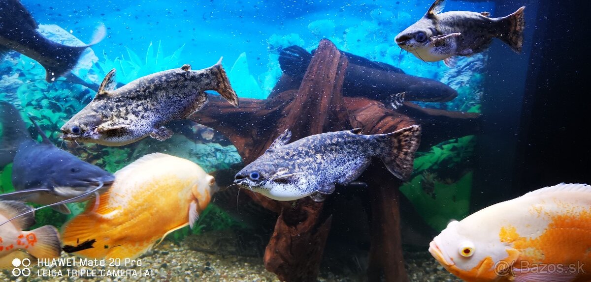 Sumčeky driftwood catfish