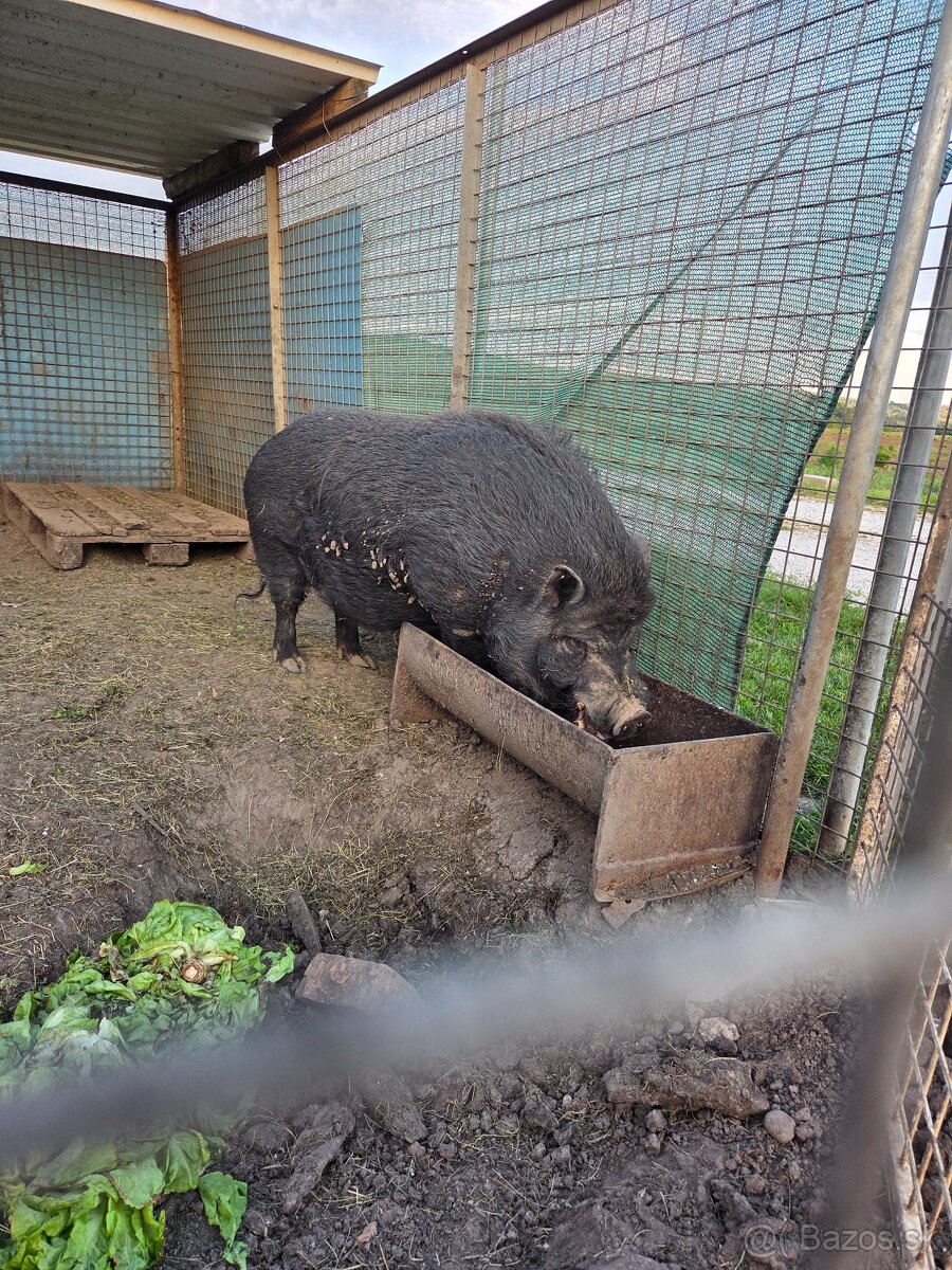 Predam Vietnamske Kanca