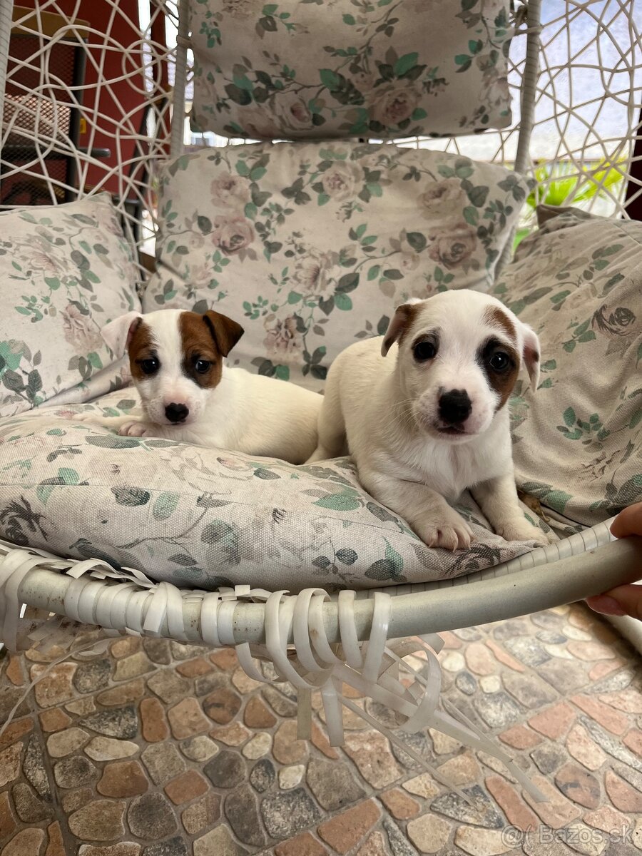 Jack Russell terier