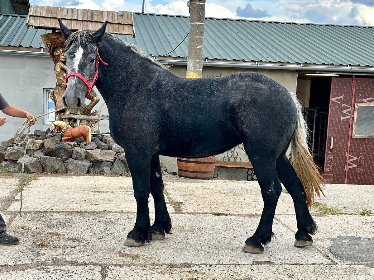 Predám kobylu - percheron na predaj