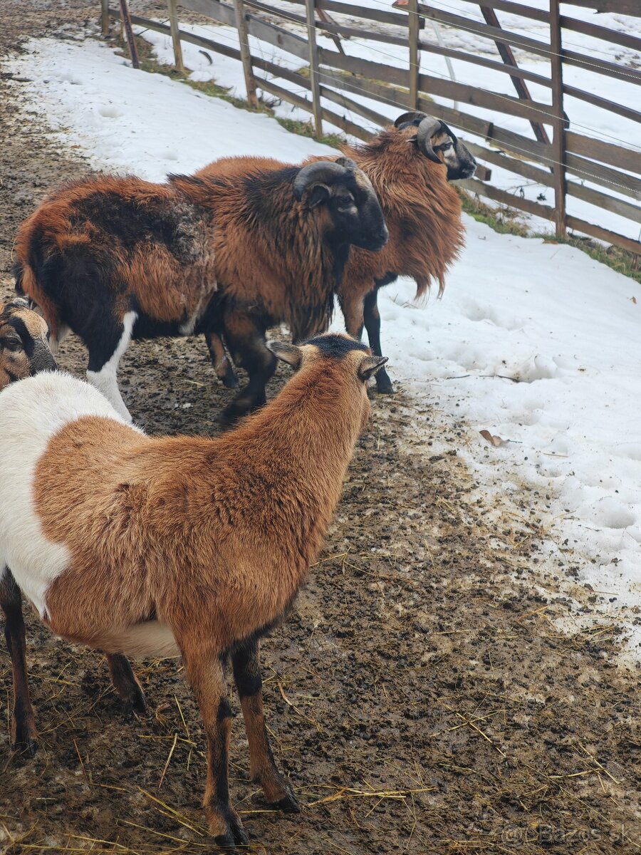 Predám kamerunskych baranov
