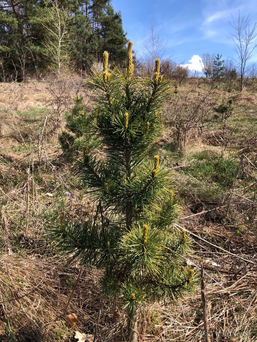 Sibírsky Céder / Pinus Sibirica Stromčeky