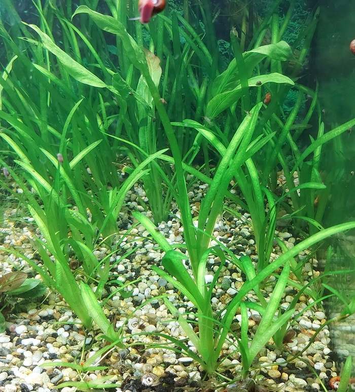 Akvarijné rastliny, Vallisneria natans