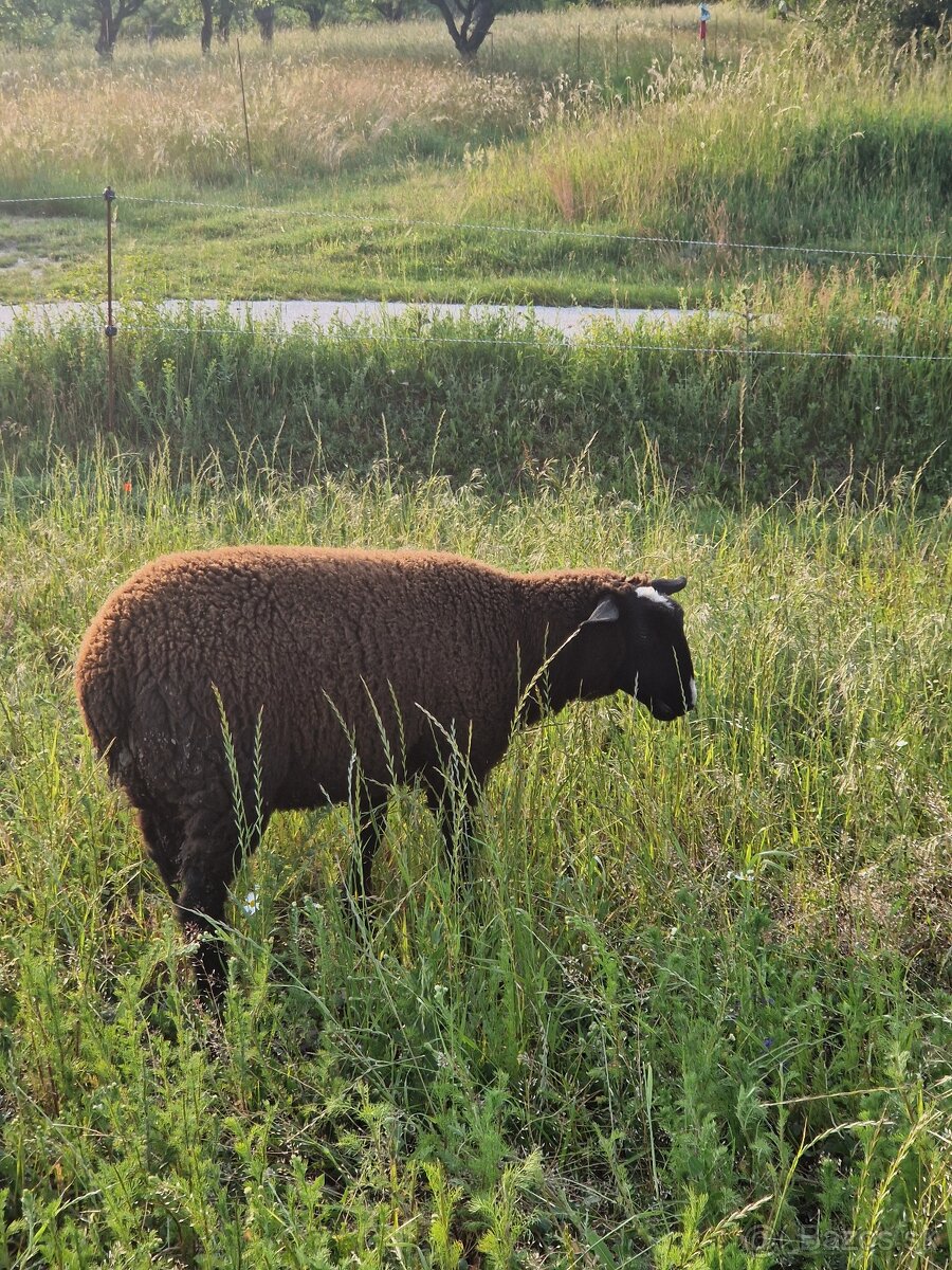 Predam 5 mesačne jahna ZW/Suffolk
