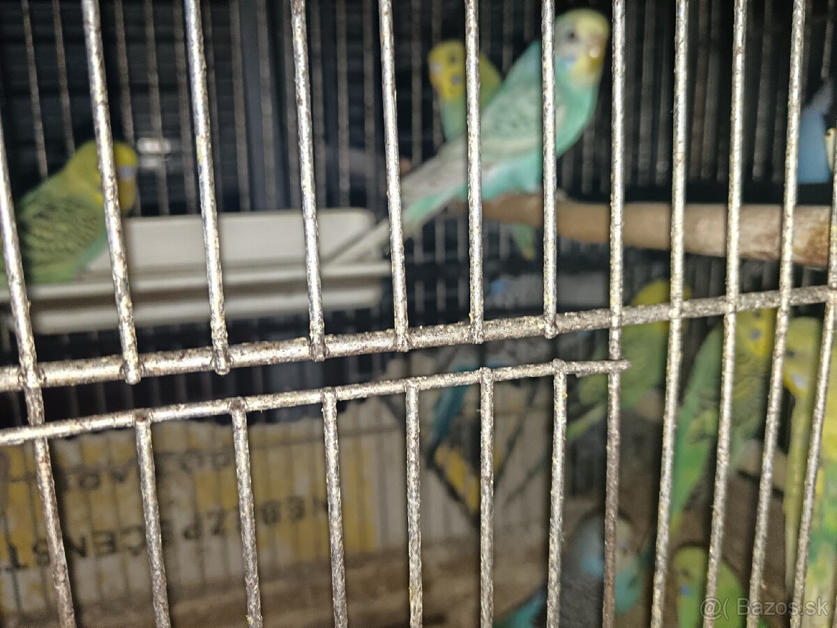 Andulky
