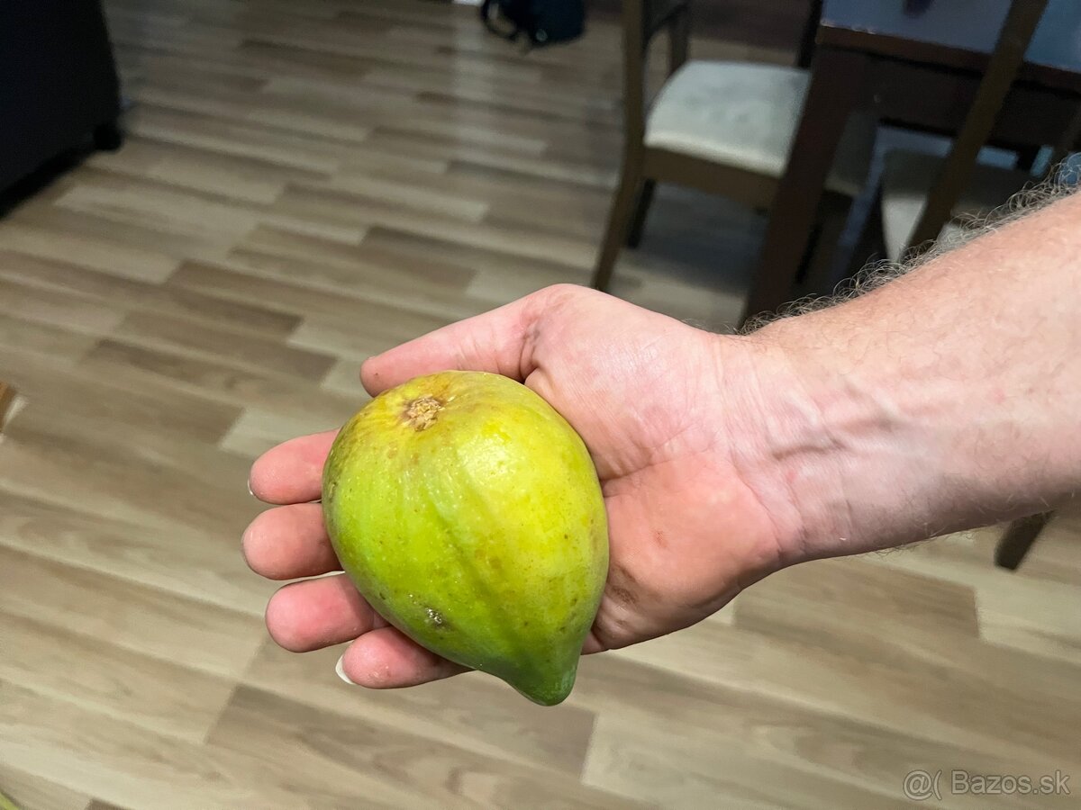 Predám figy