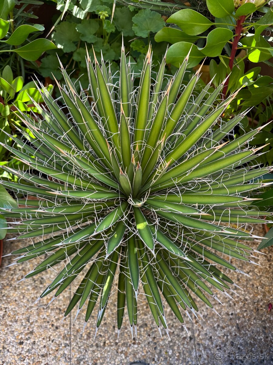 Yucca Filifera