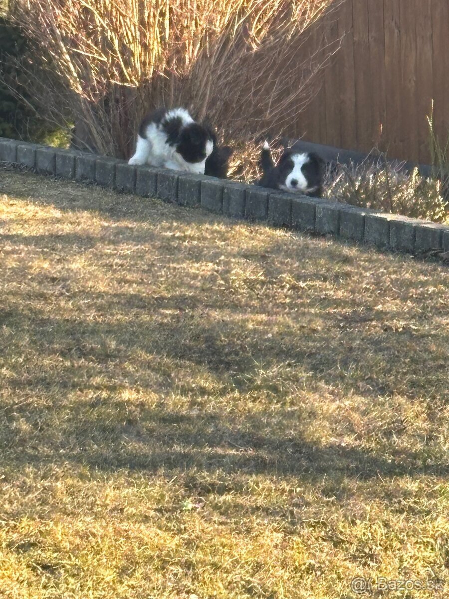 Border kolia šteniatka ❤️