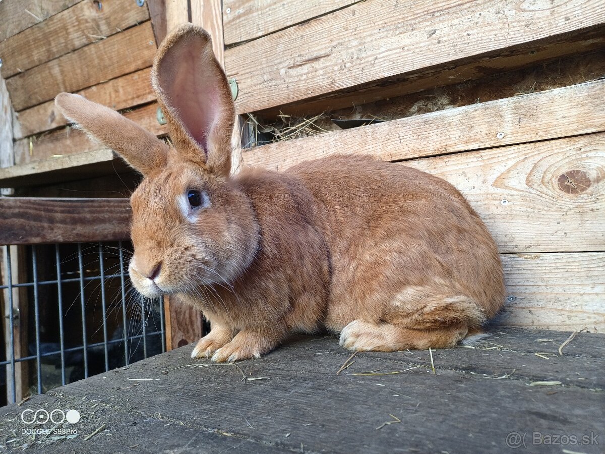 Samica burgundský králik